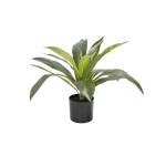 Artificial Dracaena Fragrans Plant in Pot - 50cm