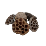 Exotic Dried Lotus Pods - 18 Pack