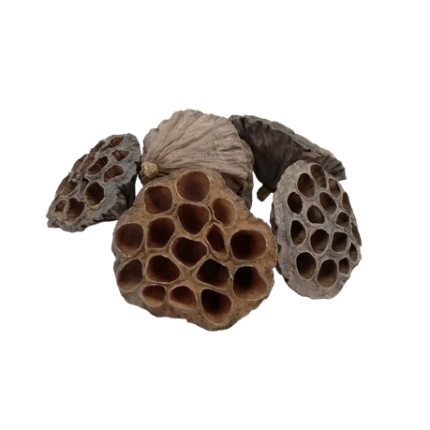 Exotic Dried Lotus Pods - 24 Pack