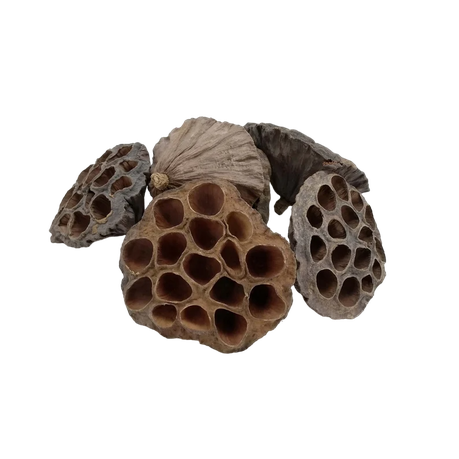 s-pdpxl Exotic Dried Lotus Pods - 24 Pack - Image 1