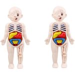 Human Body Model Anatomy For Kids