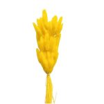 Dried Bunny Tail Grass Flower for Decoration - Set of 3