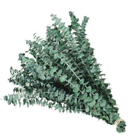 s-pdpxl Natural Preserved Eucalyptus Dried Flowers for Home & Wedding Decorations - Image 1