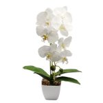 White, Green Desktop Orchid