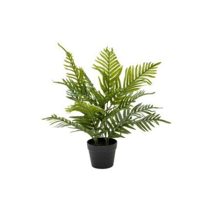 Palm Plant In Pot - 60cm