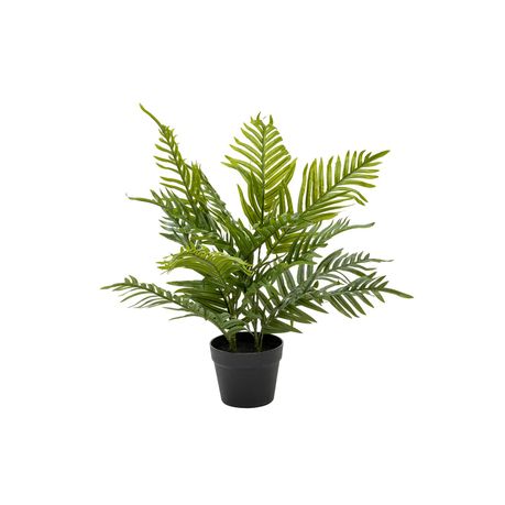 s-pdpxl Palm Plant In Pot - 60cm - Image 1