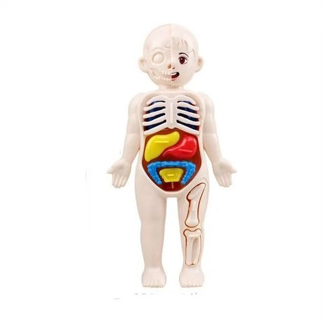 s-pdpxl Kid Montessori 3D Puzzle, Human Body Anatomy Model Educational Learning - Image 1