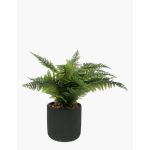 Rib Potted Fern