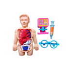 3D Human Organ Anatomical Assembly Model