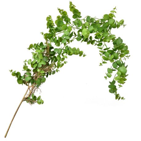 s-pdpxl Green Eucalyptus Hanging Bush with Roots - Image 1